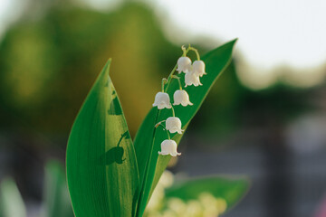 Spring flower lilies of the valley. Ecological background Blooming lily of the valley beautiful flower