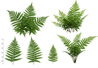 Obraz premium Green fern fronds collection isolated on transparent background