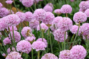 Obraz premium Armeria pseudarmeria ‘Sweet Dreams’, also known as lady’s cushion, thrift, or sea pink in flower.