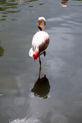 A lone flamingo in the water with a reflection
