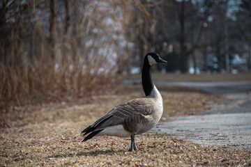 Side profile of a Canada goose standing on dry grass near a paved park path, with bare trees in the background.