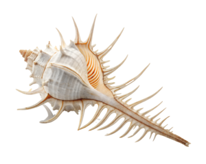 murex seashell white with beige accents isolated