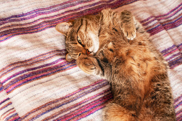 Domestic tabby striped cat lying comfortably on a colorful woven blanket, showcasing its playful demeanor and soft fur, cozy and inviting atmosphere for pet lovers
