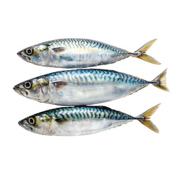 Naklejka premium Three Mackerel Fish Stacked on Transparent Background
