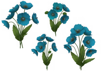 Four blue poppy flower bouquets isolated on transparent background