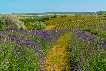 Lavender plantation in Hungary in summer