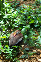 A baby duck sleeping in green foliage.