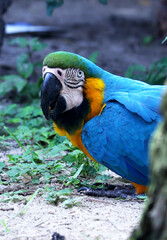 A colorful blue patter hiding behind a tree