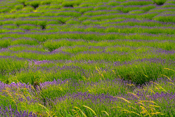 Lavender plantation in Hungary in summer