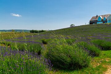 Lavender plantation in Hungary in summer