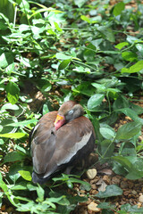 A baby duck sleeping in green foliage.