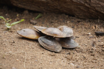  freshwater mussel : A sturdy, hinge‑bound bivalve burrowed in freshwater beds, filtering sediment‑rich water, with muscular foot and intricate shell lures for host fish.