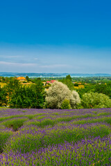 Lavender plantation in Hungary in summer