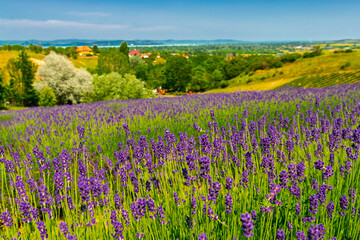 Lavender plantation in Hungary in summer