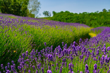 Lavender plantation in Hungary in summer