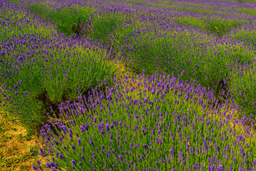 Lavender plantation in Hungary in summer