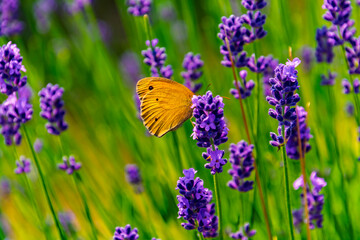Lavender plantation in Hungary in summer