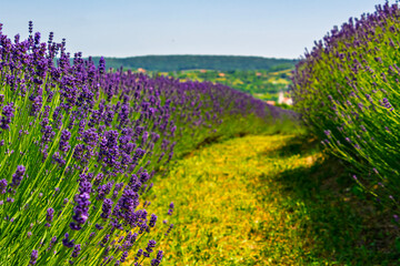 Lavender plantation in Hungary in summer