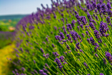 Lavender plantation in Hungary in summer