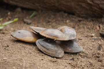  freshwater mussel : A sturdy, hinge‑bound bivalve burrowed in freshwater beds, filtering sediment‑rich water, with muscular foot and intricate shell lures for host fish.
