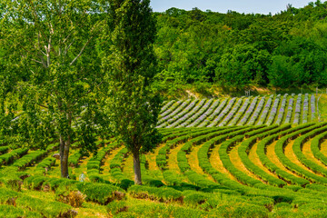 Lavender plantation in Hungary in summer