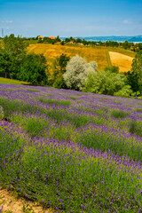 Lavender plantation in Hungary in summer