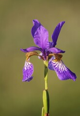 purple iris flower. Irises. Purple iris bud on blurred grass background. Beautiful natural background. Summer flowers close-up. Delicate bud. Petals. Bright landscape. Macro