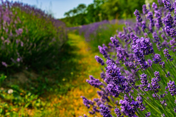 Lavender plantation in Hungary in summer