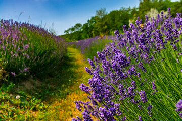 Lavender plantation in Hungary in summer