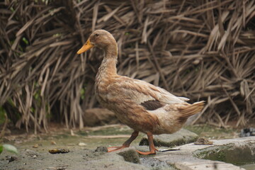 duck, a resilient waterfowl breed, thrives in wetlands, valued for egg production, meat quality, and natural pest control abilities