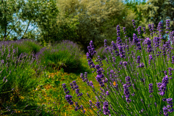 Lavender plantation in Hungary in summer