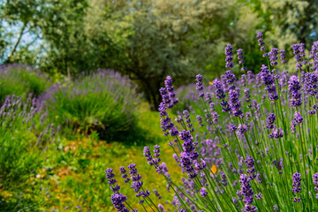Lavender plantation in Hungary in summer