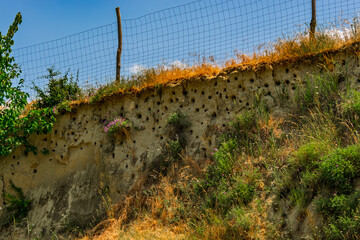 Nests of European bee-eater in the loess wall