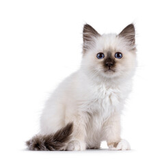 Adorable seal point Sacred Birman cat kitten, sitting up side ways. Looking straight to camera with breed specific blue eyes. Isolated on a white background.