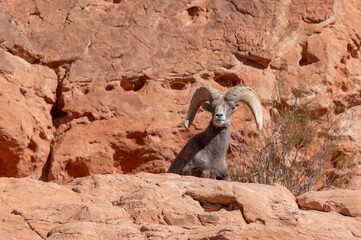 Desert Bighorn Sheep Ram in the Valley of Fire State Park Nevada in Winter