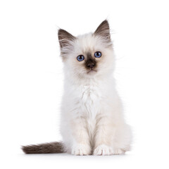 Adorable seal point Sacred Birman cat kitten, sitting up facing front. Looking straight to camera with breed specific blue eyes. Isolated on a white background.