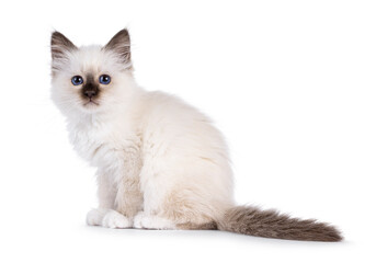 Adorable seal point Sacred Birman cat kitten, sitting up side ways. Looking straight to camera with breed specific blue eyes. Isolated on a white background.