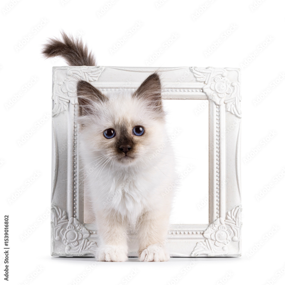 Poster adorable seal point sacred birman cat kitten, standing through image frame. tail up. looking straigh