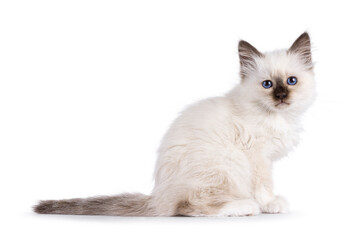 Adorable seal point Sacred Birman cat kitten, sitting up side ways. Looking straight to camera with breed specific blue eyes. Isolated on a white background.