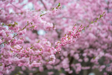 Close-up of beautiful pink cherry blossoms in full bloom, captured in Tallinn, Estonia in April. Soft focus background enhances the romantic and serene springtime atmosphere. Ideal for seasonal themes