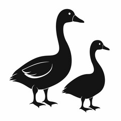 White feathered goose, a farm animal, isolated on a white background with a yellow beak