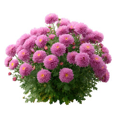 Pink chrysanthemum bush isolated on transparent background