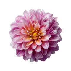 Pink dahlia flower isolated on transparent background
