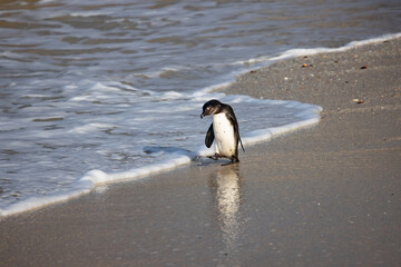 Colony of african penguin on rocky beach - Boluders, South Africa