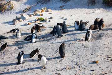 Colony of african penguin on rocky beach - Boluders, South Africa