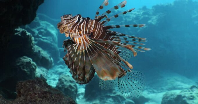 lion fish underwater lionfish underwater mediterranean sea scuba divers to explore