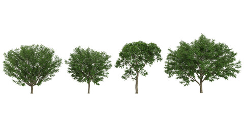 set of Ulmus trees on transparent background