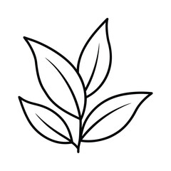 Fresh sage leaves with soft velvety surface texture Line Art Vector illustration