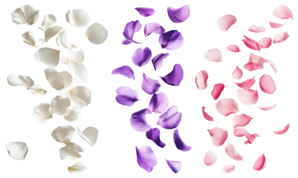 PNG White, purple, and pink flower petals scattered on a surface element set on transparent background.