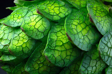 Close-up of vibrant green textured scales resembling plant or reptile skin with intricate vein patterns and natural shading 